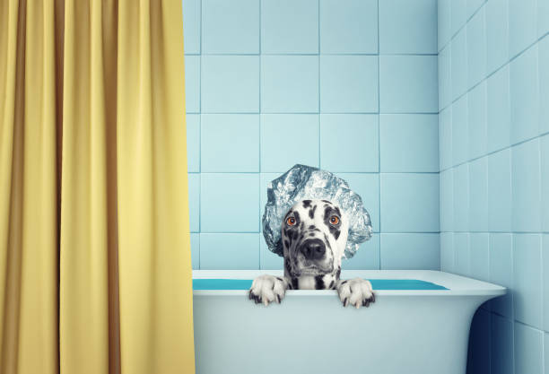 istock cute wet dog in the bath 668178496