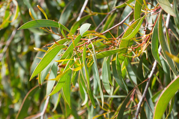 istock hakea laurina leaves outdoors 668181194