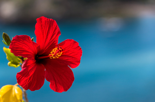 Close up image of red Hibiscus, the Mediterranean sea at the background