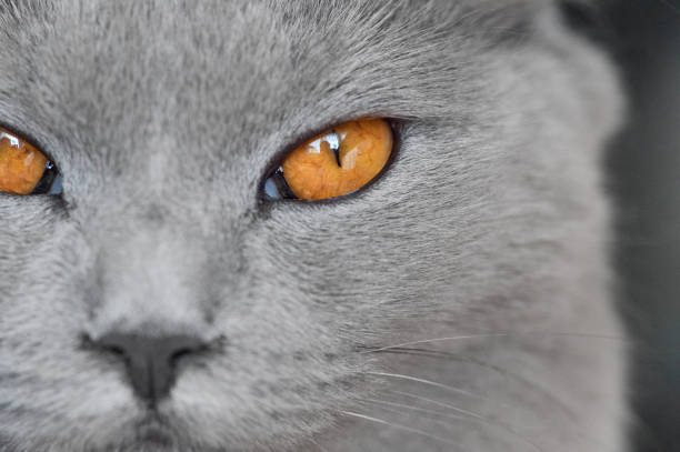 istock Close up of 8 months old Chartreux cat 668182104