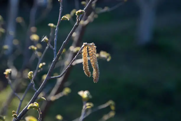 Photo of two long yellow buds and small green buds on the branch in the garden, close up, dark background