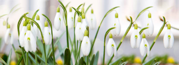 istock Beautiful snowdrop flowers in nature 668184932