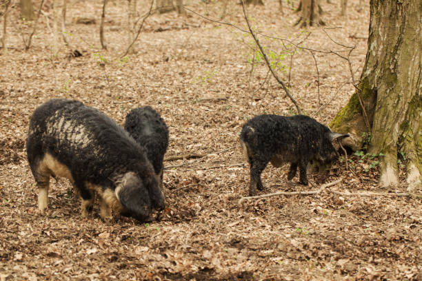 istock Domestic free range pigs foraging in wood 668188242