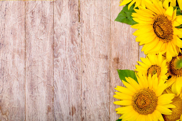 istock sunflowers e on the wooden background. 668189100