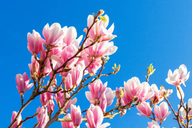 istock Magnolia Flowers against blue sky 668193128
