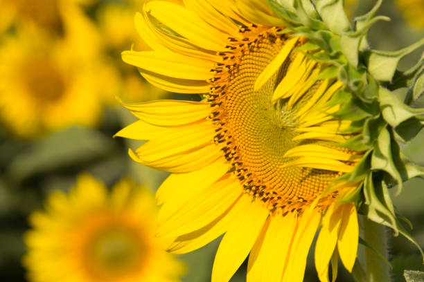 Sunflowers play an important role in agriculture, food and the environment.