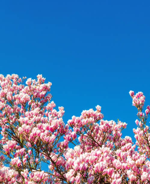 istock Magnolia Flowers Tree against blue sky at springtime 668193180