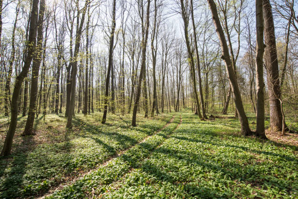 istock Wild garlic in the woods, Germany, Europe 668193390