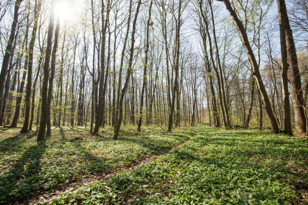 istock Wild garlic in the woods, Germany, Europe 668193778