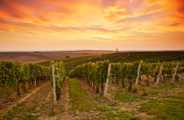 istock Vineyard landscape in Moravia 668196792