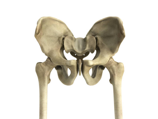 istock 3D rendering medical illustration of the pelvis bone 668197128