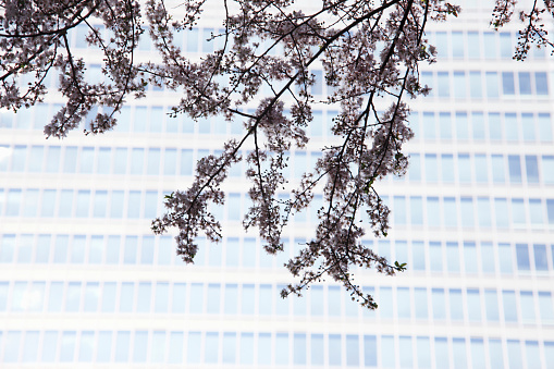 Cherry blossoms and the shopping center of Umeda building