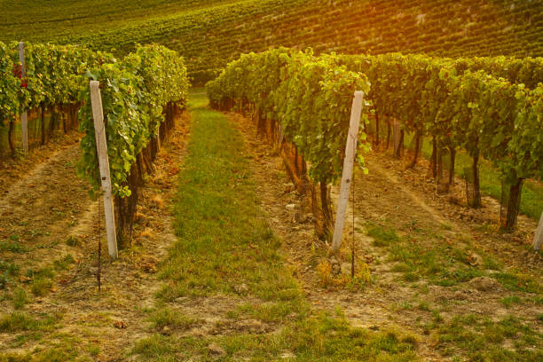 istock Rows of vineyard with sunshine 668197400