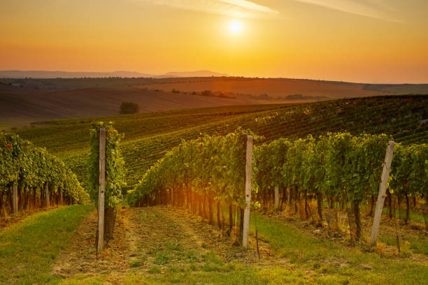 istock Evening view of the vineyards 668197402