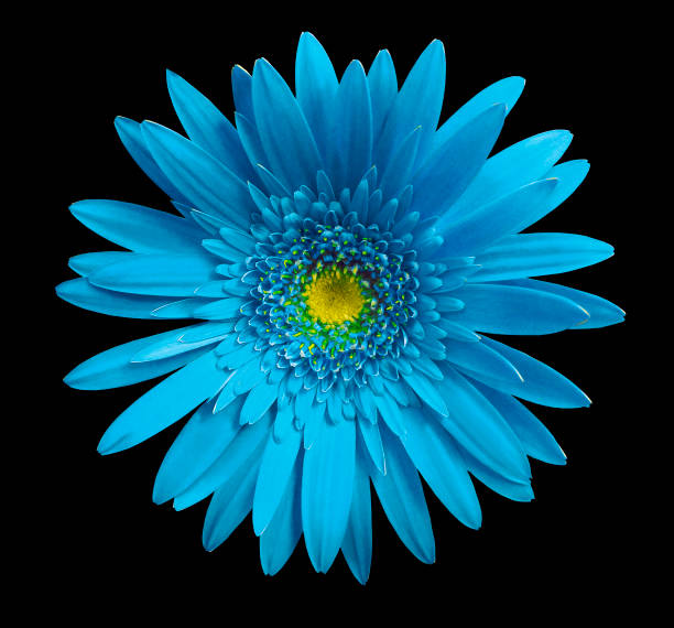 istock Turquoise gerbera flower on black isolated background with clipping path.   Closeup.  no shadows.  For design.  Nature. 668198080