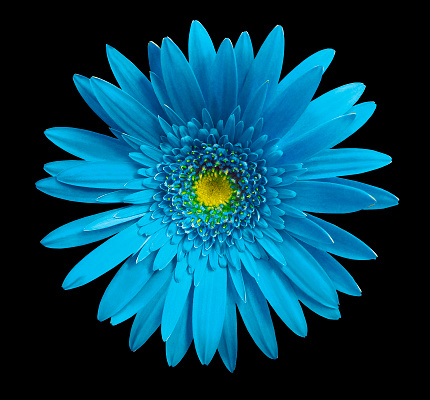 Turquoise gerbera flower on black isolated background with clipping path.   Closeup.  no shadows.  For design.  Nature.