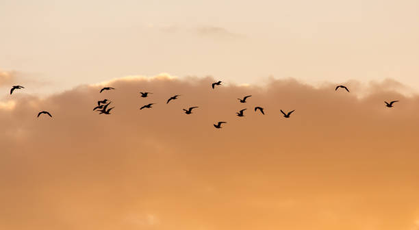 istock a flock of birds at sunset 668201436