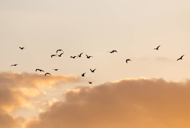 istock a flock of birds at sunset 668201520