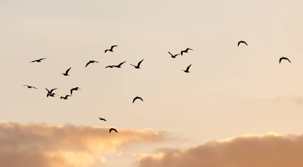 istock a flock of birds at sunset 668201558