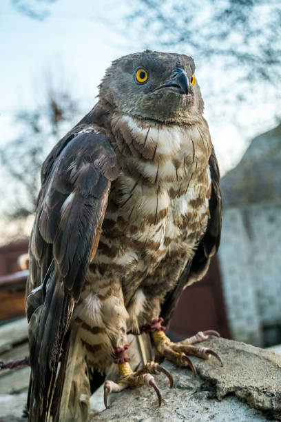 istock portrait of Pernis apivorus 668205120