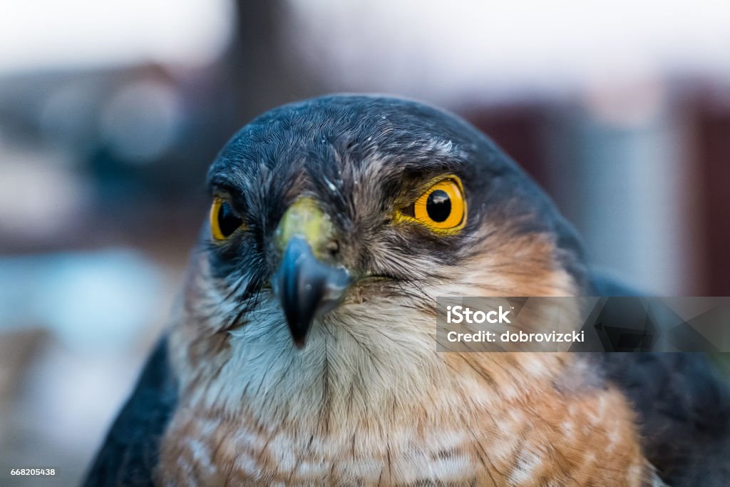Portrait of sparrow hawk close-up Portrait of sparrow hawk with yellow eyes Flying Stock Photo