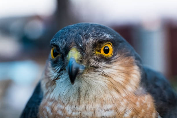 Portrait of sparrow hawk close-up Portrait of sparrow hawk with yellow eyes galapagos hawk stock pictures, royalty-free photos & images