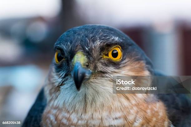 Portrait Of Sparrow Hawk Stock Photo - Download Image Now - Flying, Sparrow Hawk, Aggression