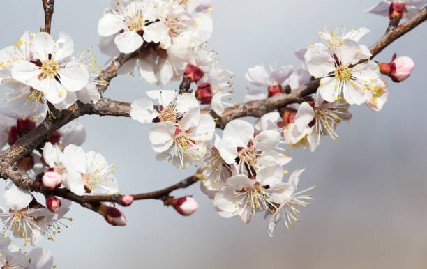 istock beautiful flowers on a tree in spring 668205450