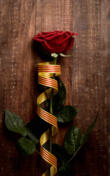red rose and catalan flag stock photo