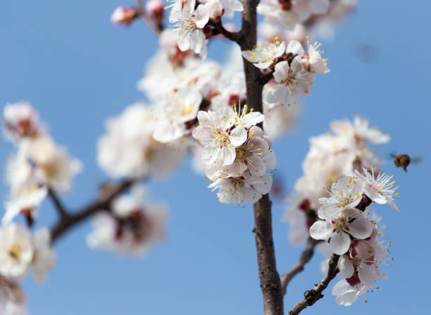 istock flowers on the tree against the blue sky 668208558