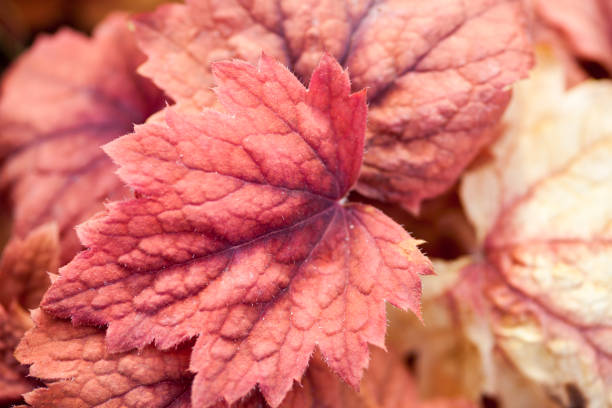 istock Pink leaves of heuchera 668215566