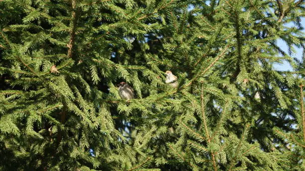 birds living in Siberia all year round bask in the autumn sun.