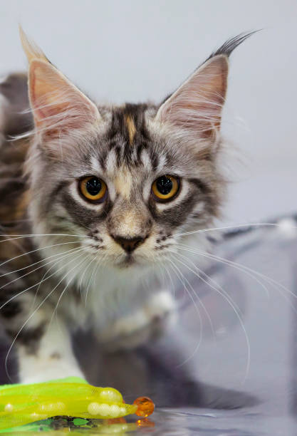 istock Maine Coon Cat color brown striped 668218226