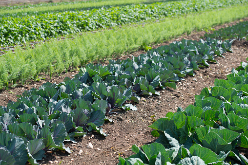 Leaf and root vegetables growing in a row on cultivated field.