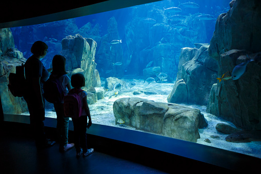 Mother and daughters looking at the fish in a big aquarium