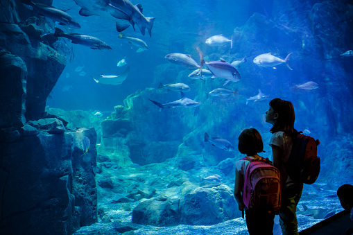 Chicas mirando los peces en un acuario grande photo