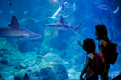 Girls looking at the fish in a big aquarium
