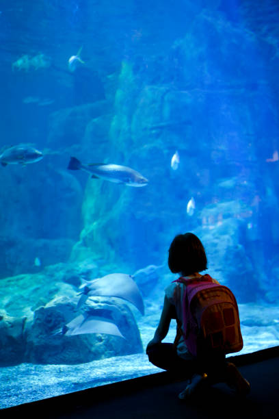 молодая девушка смотрит на рыбу в большом аквариуме - candid underwater animal aquarium стоковые фото и изображения