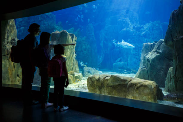 mãe e filhas olhando os peixes em um aquário grande - think tank fotos - fotografias e filmes do acervo