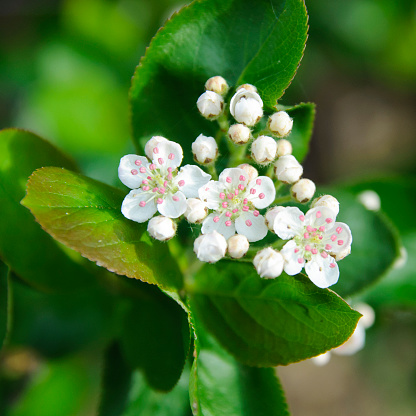 Fruit tree aronia blossoming in spring. Natural background, square composition.