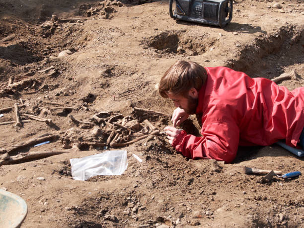 Halle, Belgium - April 7, 2017: Archaeologist dig up human bones several times hundred-year-old in the center of the city. Halle, Belgium - April 7, 2017: Archaeologist dig up human bones several times hundred-year-old in the center of the city.  paleontologist stock pictures, royalty-free photos & images