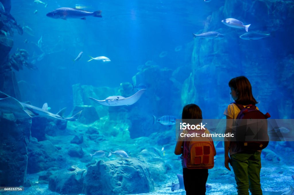 Chicas mirando los peces en un acuario grande - Foto de stock de Zoológico libre de derechos