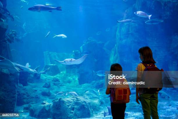 Chicas Mirando Los Peces En Un Acuario Grande Foto de stock y más banco de imágenes de Zoológico - Zoológico, Acuario - Recinto para animales en cautiverio, Acuario - Equipo para animales domésticos