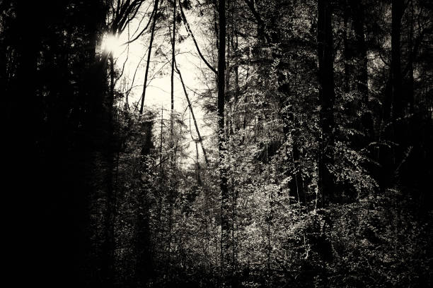 istock Low sun through trees in the woods 668232774