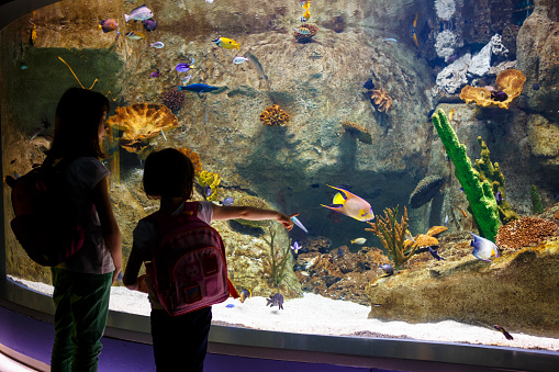 Girls looking at the fish in a big aquarium