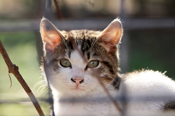 istock Sweet Street Cat 668236710