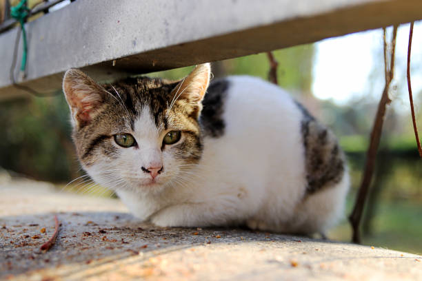 istock Sweet Street Cat 668236756