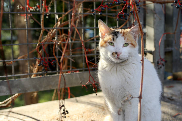 istock Sweet Street Cat 668236758
