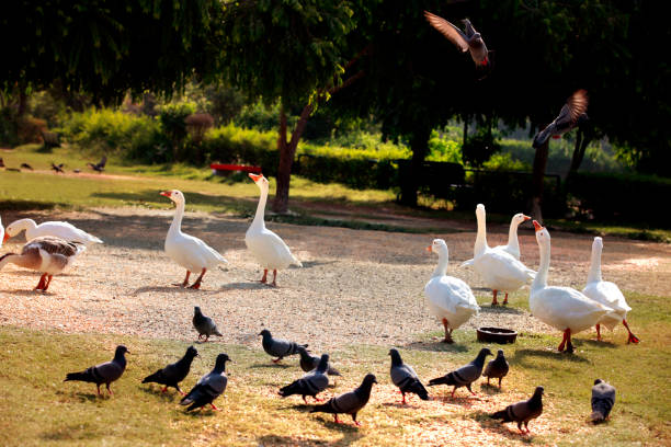istock Flock of birds in nation park 668239792