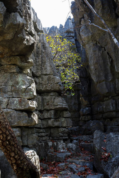 istock Tsingy rock formations in Ankarana, Madagascar wilderness 668240054
